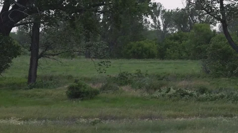 Slow motion - wind and rain during prairie storm Stock Footage 83688331