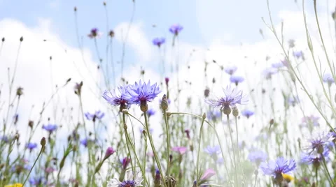 Slow motion wind blow the flower under blue sky white cloud Stock Footage 63830565