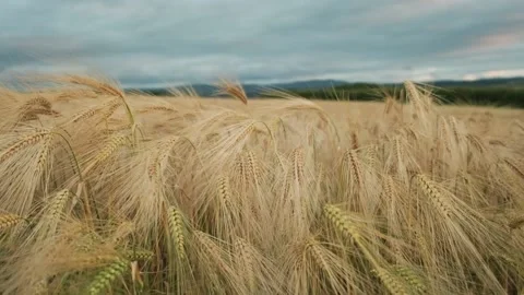 Slow motion wind blowing Barley Stock Footage 136058457