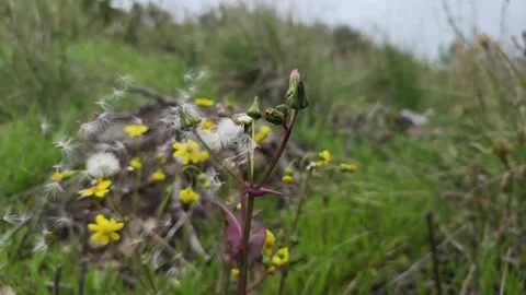 Slow Motion: Wind Blowing Dandelion Seeds in Field - 4K Stock Footage 331892034