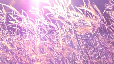 Slow motion wind blowing grass on grassland and beautiful sunset. It pasture  Vídeos de archivo 83720909