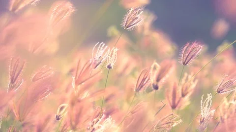 Slow motion wind blowing grass on grassland and beautiful sunset. It pasture  库存影片 87251827