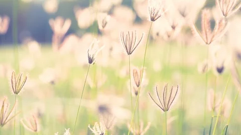 Slow motion wind blowing grass on grassland and beautiful sunset pasture  Video stock 101545228