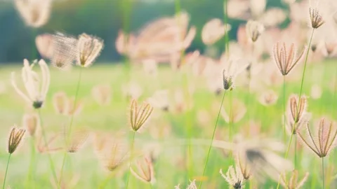 Slow motion wind blowing grass on grassland and beautiful sunset pasture  库存影片 101822261