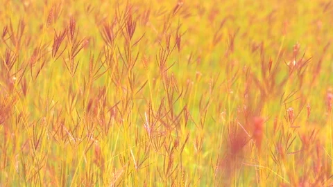 Slow motion wind blowing grass on grassland and beautiful sunset pasture 動画素材 117933253