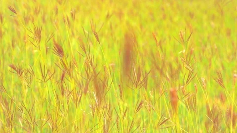 Slow motion wind blowing grass on grassland and beautiful sunset pasture Vidéo 117933675