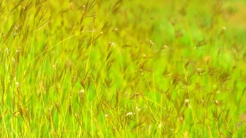 Slow motion wind blowing grass on grassland and beautiful sunset pasture 動画素材 117934586