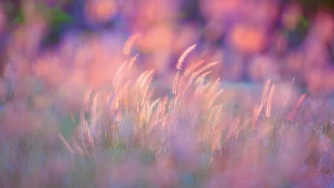 Slow motion wind blowing grass on grassland and beautiful sunset pasture Vidéo 117942464