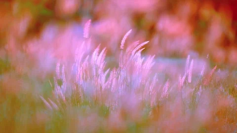 Slow motion wind blowing grass on grassland and beautiful sunset pasture Video stock 117942604
