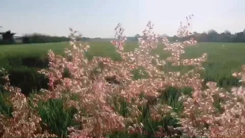 Slow Motion wind blowing grass Video stock 120546030