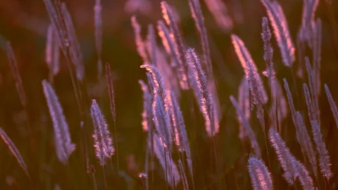 Slow motion wind blowing grass on grassland and beautiful sunset on pasture 動画素材 124865104