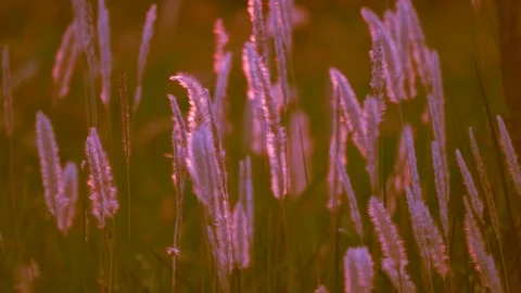 Slow motion wind blowing grass on grassland and beautiful sunset on pasture Stock Footage 124865359