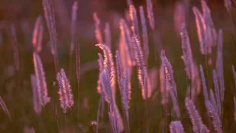 Slow motion wind blowing grass on grassland and beautiful sunset on pasture Stock Footage 124865448