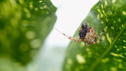 Slow Motion of Wind Blowing Spider in Web Video stock 95294132
