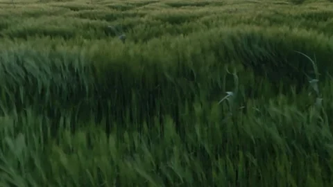 Slow motion Wind blowing through meadow. Wind in Grass, Slow Motion. 動画素材 195936187