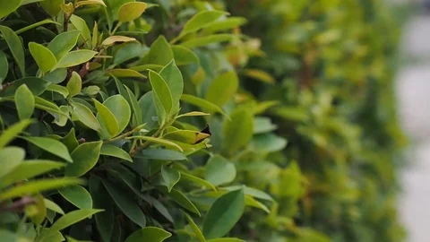 Slow motion Wind Blowing  The Wind before rain strom. Stock Footage 108769699