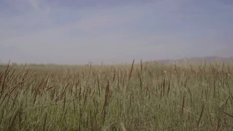 Slow motion,The wind blows grass. Stock Footage 99413123