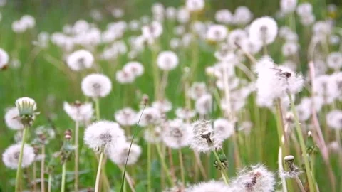 Slow motion. The wind blows off white dandelions in the field. summer. Stock Footage 154865252