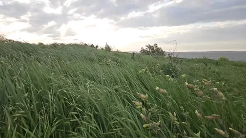 Slow motion. Wind stirs the grass. Estuary on background. Blagoveshenskaya. Stock Footage 283518967
