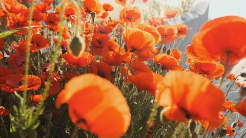 Slow motion the wind sways the red flowers of poppies and the hand of a woman Stock Footage 108723226