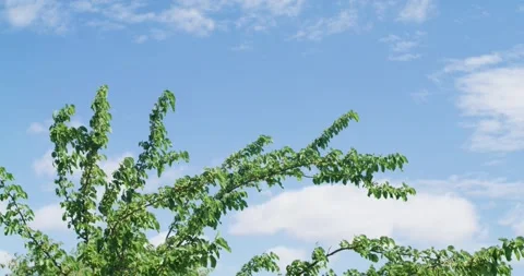 Slow motion of Windy trees blowing around in New York City Vídeo Stock 311203560