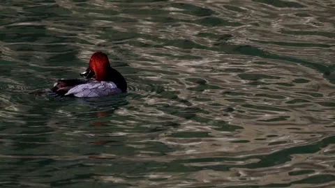 Slow motion wing flapping of common pochard Stock Footage 328901763