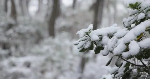 Slow motion winter leaves under fresh snow in Japan Video stock 348215970