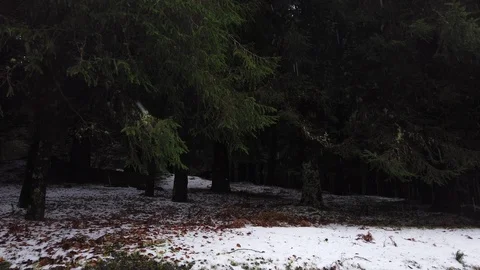 Slow motion of winter snow fall in the "Chao das Feiteiras" forest in Madeira Stock Footage 121630590