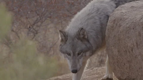 Slow motion wolf stalking around a rock Stock Footage 263884525