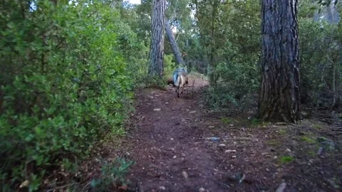 Slow motion of a  wolfdog  walking in a  forestal area. Stock Footage 154191875