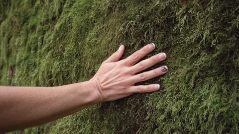 Slow motion of woman hand touching softly the moss on the wall in the tropical Stock Footage