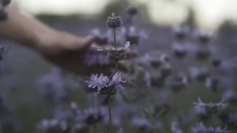 Slow motion of woman's hand moving towards sage flower and camera Stock Footage 130207428