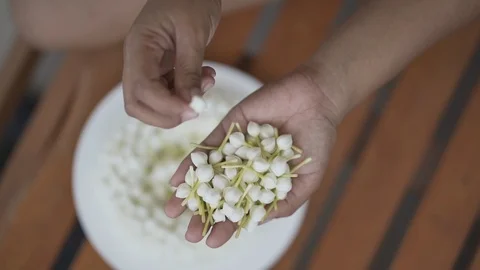 Slow motion, woman's hand is picking the white gardenia flower for the garland. Stock Footage 111145129