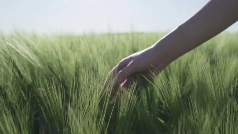 Slow Motion of Womans Hand Stroking Wheat Blades Spring Field Scene in Rural Stock Footage 310359322