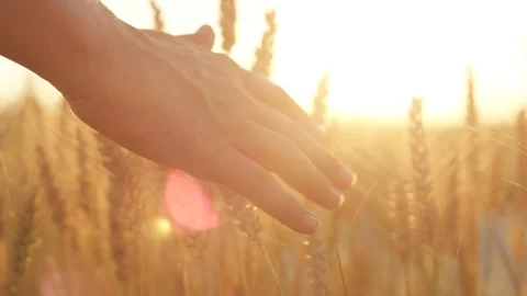 SLOW MOTION: Woman's hand touching dry golden wheat plants at gorgeous sunrise Stock Footage 79458806