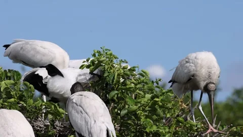 Slow Motion Wood Storks on Tree Video stock 299611627