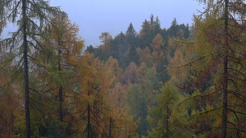 Slow motion of a wood while raining Stock Footage 129557912