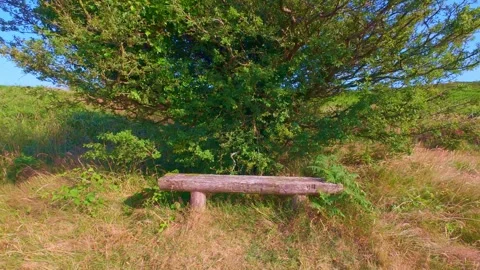Slow motion wooden bench under green tree on hill top Stock Footage 340436989