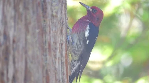Slow Motion Woodpecker in a Tree Stock Footage 84085866