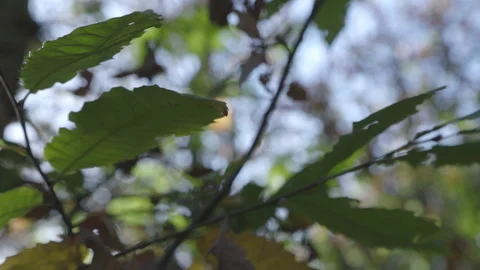 Slow motion woods foliage with sun glares, c-log (05) Stock Footage 220220533