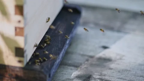 Slow motion worker bees flying into and out of a beehive entrance during the Stock Footage 235625067