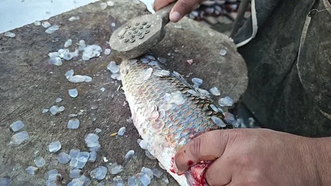 Slow motion A worker in a fish factory  Fish industry super slow motion 1000fps Stock Footage 265535387