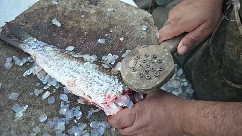 Slow motion A worker in a fish factory  Fish industry super slow motion 1000fps Stock Footage 265535403