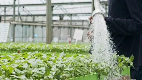 Slow motion of a worker inside a greenhouse watering young plants using a hose Stock Footage 163515717