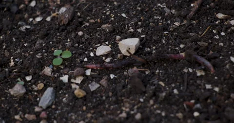 Slow motion worm in garden dirt Stock Footage 296618057
