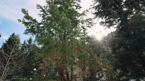 Slow motion wrap around pine tree branch with sun peeking through behind Video stock 129417238