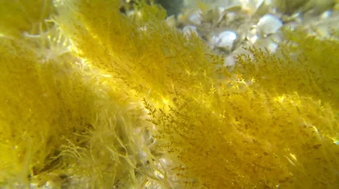Slow motion of  yellow bushes of algae swaying on sea bottom Stock Footage 42690034