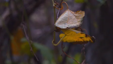 Slow-motion of yellow dying leaf from hanging vine in old garden of Nepal Stock-Footage 169003603