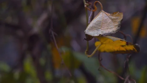 Slow-motion of yellow dying leaf from hanging vine in old garden of Nepal Stock-Footage 169003864