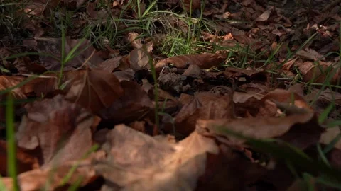 Slow Motion Yellow fallen leaves under a tree in the forest Stock Footage 236609494